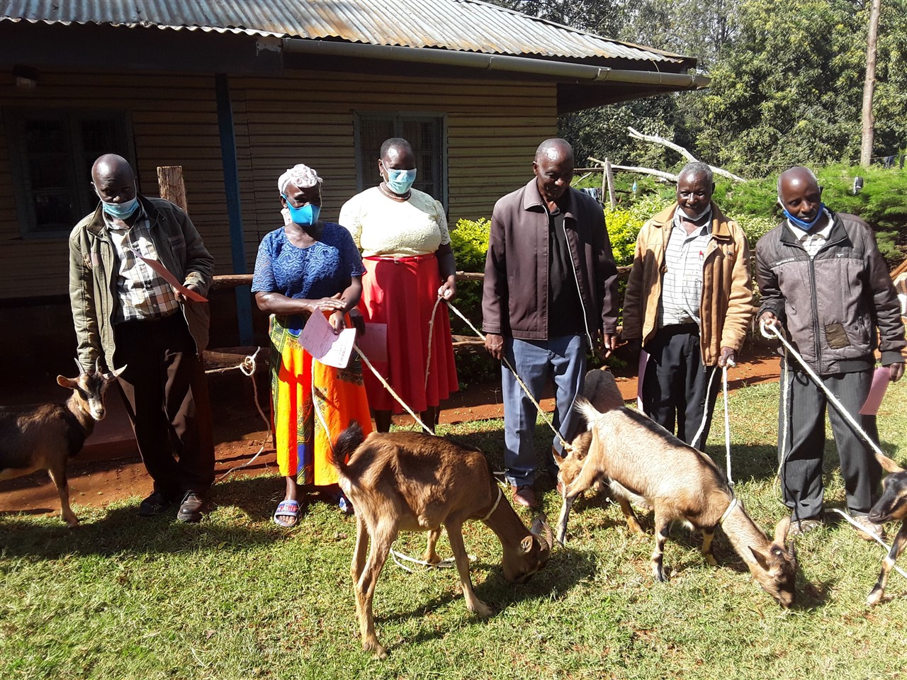 Livestock Distribution Goats